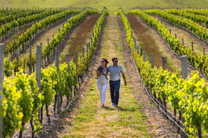 13 Best Wine Regions in the World