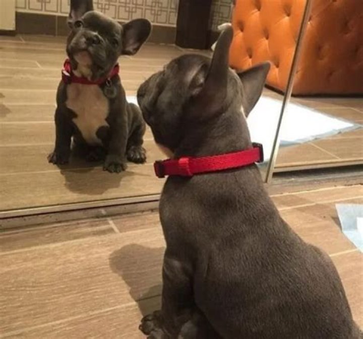 21 Savage Pets - Celebrity Pets