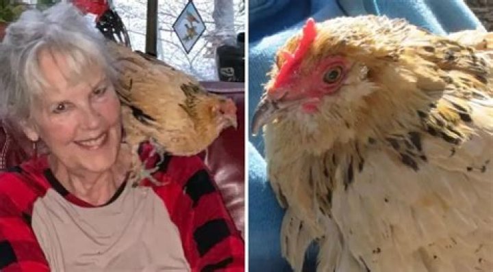 21-Year-Old Peanut Is Officially the World’s Oldest Chicken