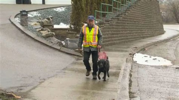 A Blind Senior Was Left Stranded by a Taxi – But His Service Dog Took Him Home