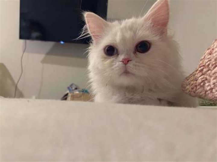 Ariasaki Pets - Celebrity Pets