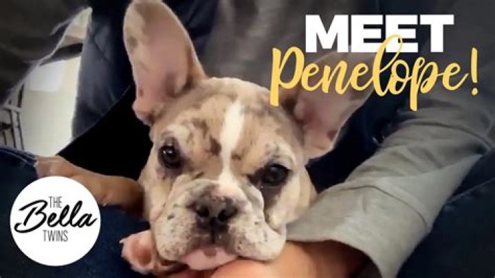 Brie Bella Pets - Celebrity Pets