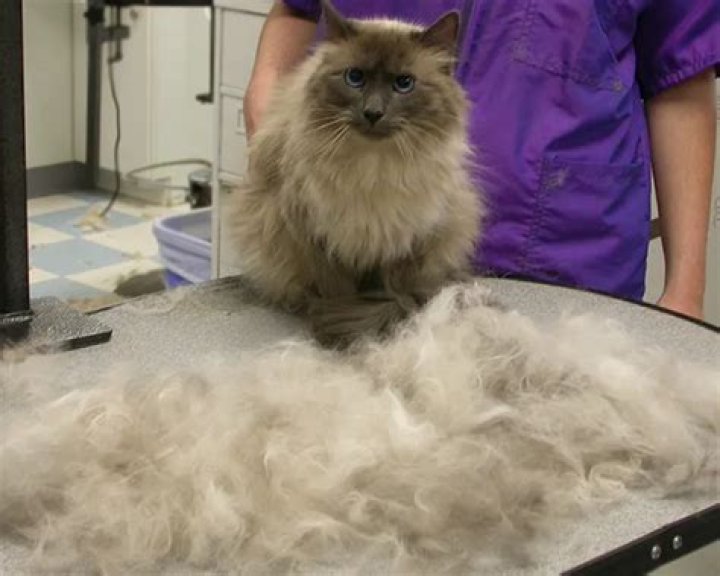 Brushing Up on the Basics: A Comprehensive Furminator for Cats Review