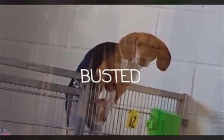 Buttermilk the escape artist pup scales chain link fence in video!