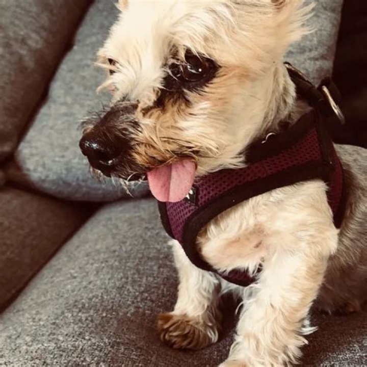 Crista Flanagan Pets - Celebrity Pets