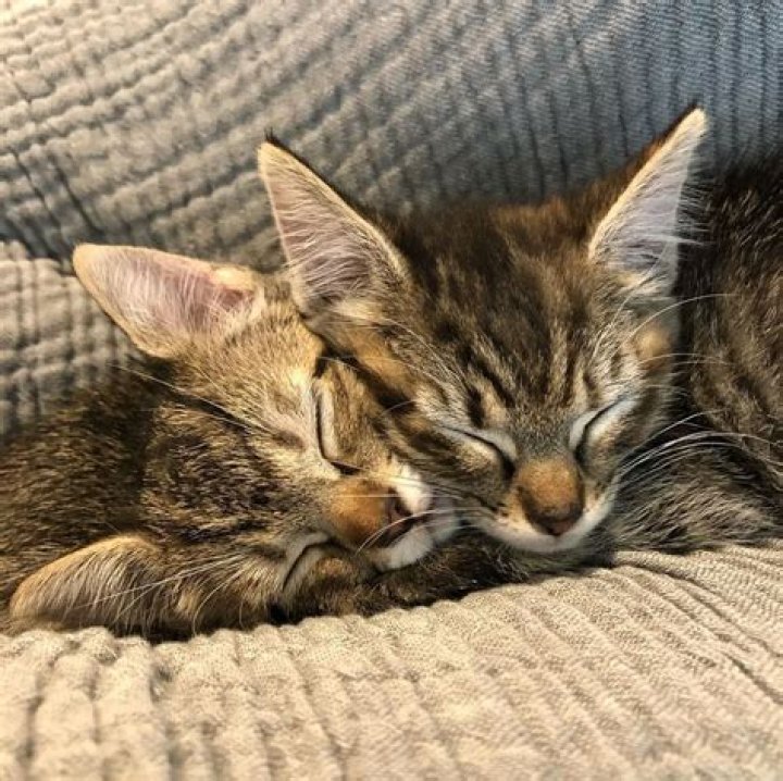 Dave Franco Pets - Celebrity Pets