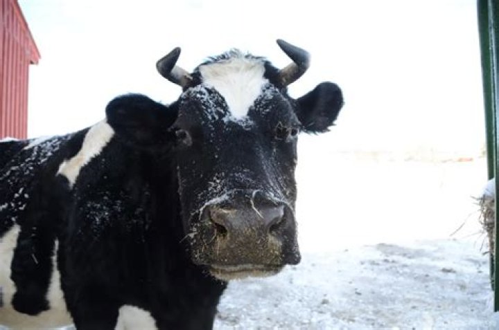 Diane Cow Frolicking Through Snow at Farm Sanctuary Wins At Winter