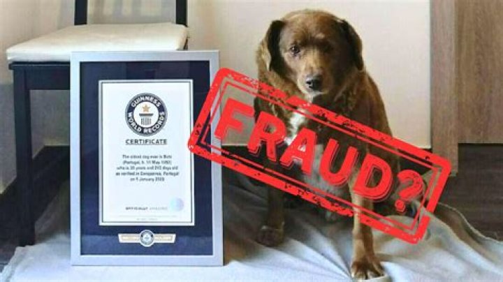 Dog From Brazil Learns to Ring Doorbell Like a Human