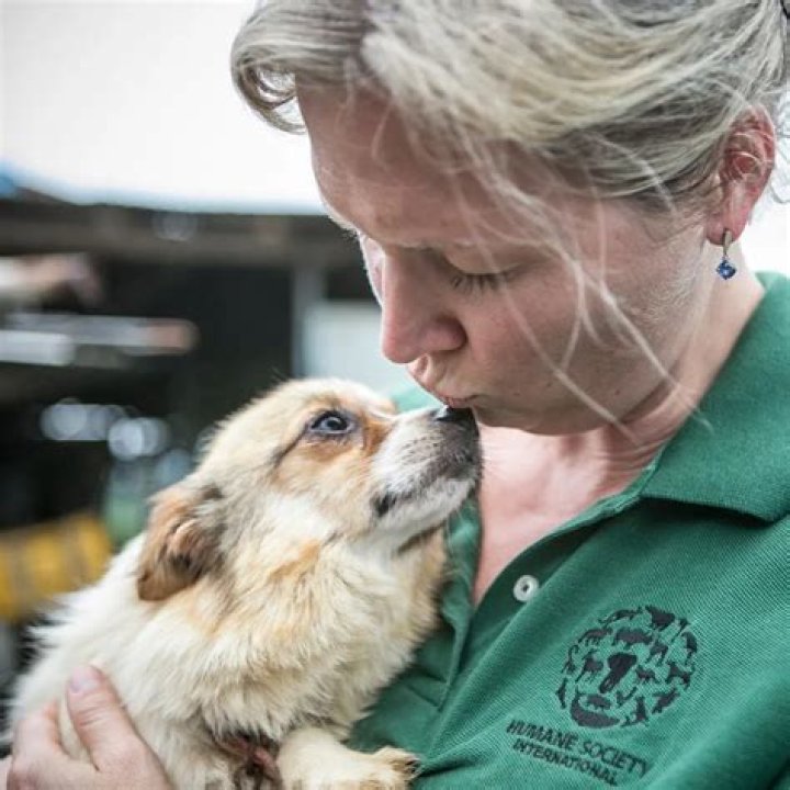 Dog meat farmer has a heart, turns to Humane Society for help saving 148 dogs