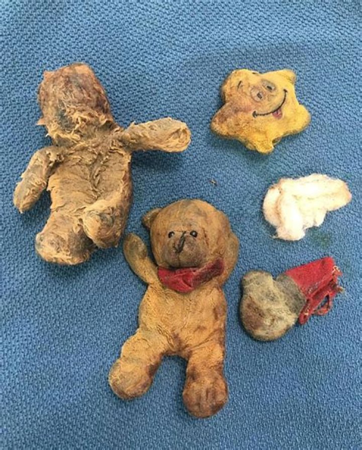 Dog Misdiagnosed with Cancer but Actually Just Loves Eating Teddy Bears