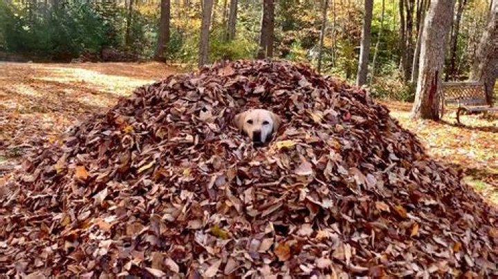 Dog Named Stella, The Queen of Leaves, Shows Us How To Be Thankful (Video)
