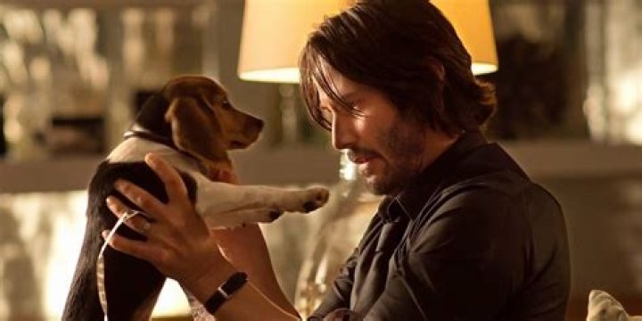 Dog Wick: What if Keanu Reeves and his Puppy in John Wick Switched Roles?