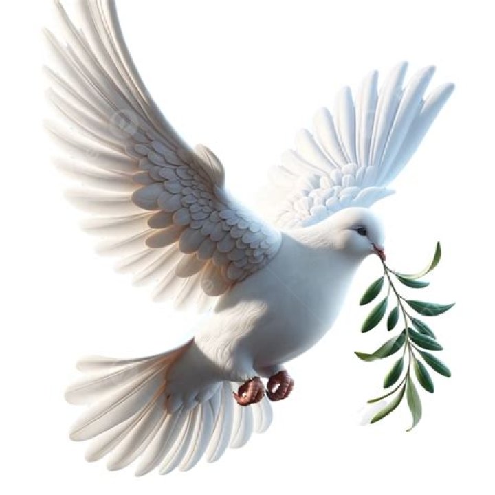 Doves as a Symbol of Christmas