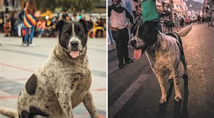 El Vaquita: The Chilean Street Dog Turned Furry Freedom Fighter