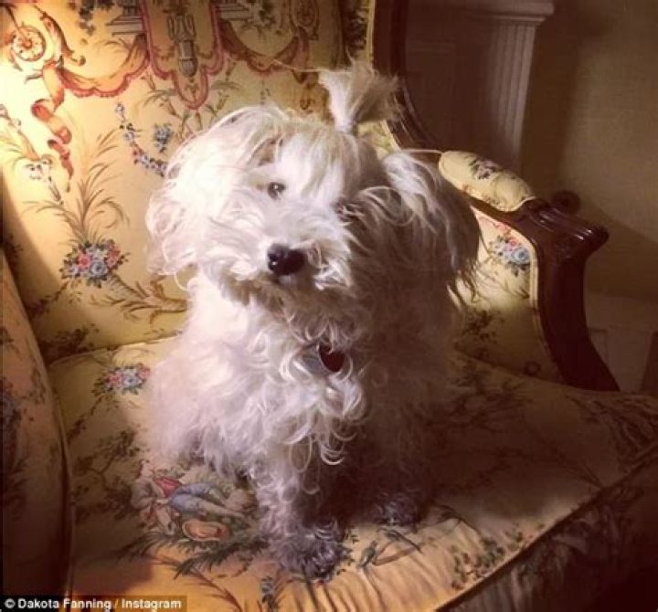 Elle Fanning Pets - Celebrity Pets