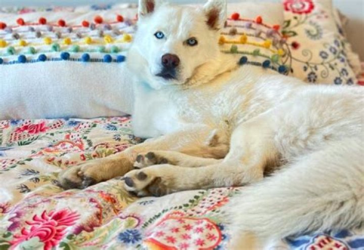 Fenix Lumiere Shows Us “If You Can’t Walk, Dance”