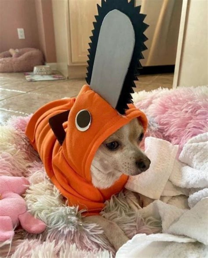 Fuku the Chihuahua Cosplayer has the Cutest Felt Outfits (@pekosandesu)