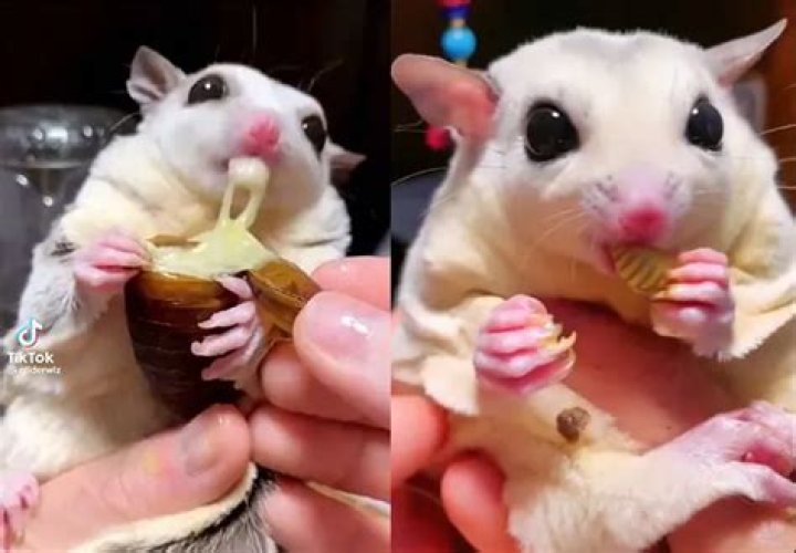 GliderWiz: The TikTok Superstar Sugar Glider With a Good Appetite