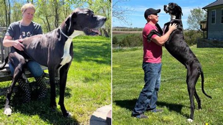 Great Dane Named The Tallest Live Male Dog By Guinness World Records
