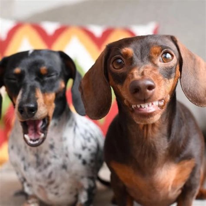 Harlow and Sage, a perpetually shocked Weimaraner, a million followers, merchandise line, and two books