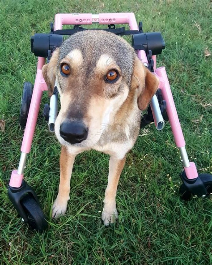 Indy the handicapable rescue pup loves life in her new doggy wheelchair!