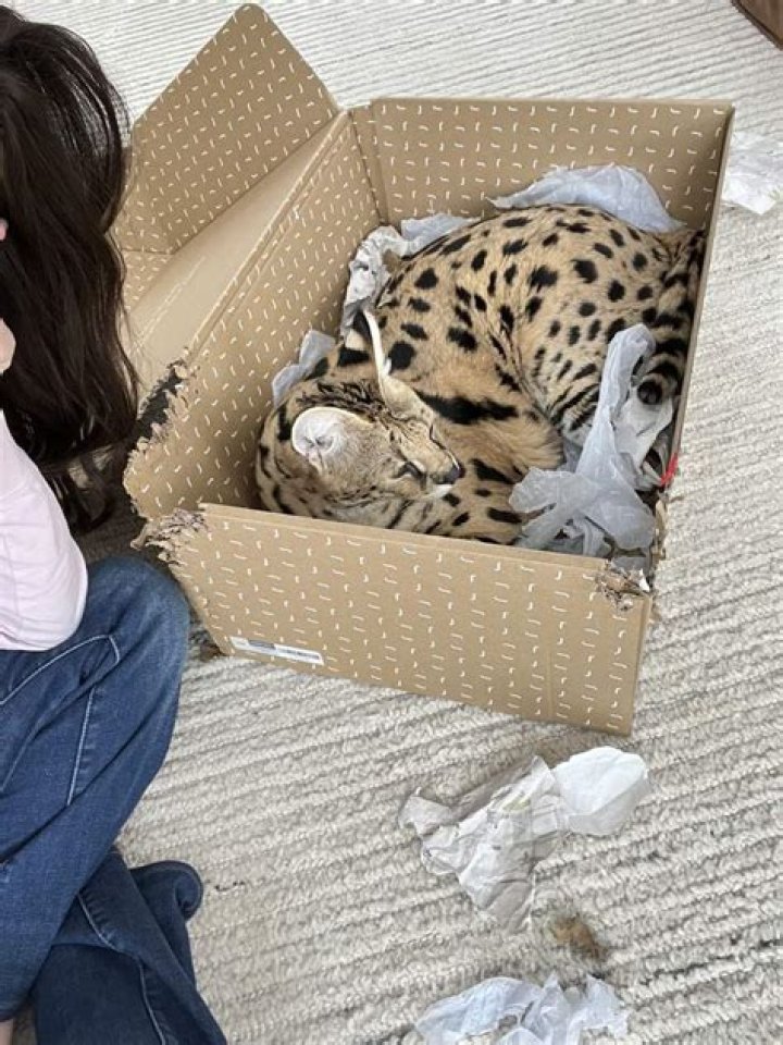 Interview with Chloe the Serval – The Story of a Huge House Cat with a Personality to Match