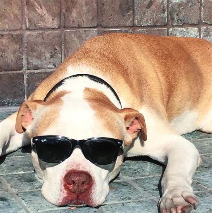 Justin Chambers Pets - Celebrity Pets