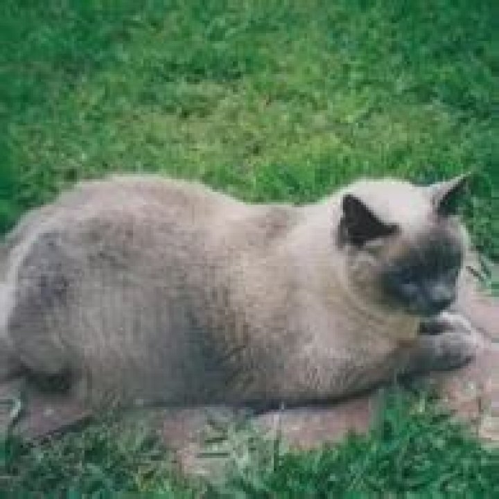 Layne Staley Pets - Celebrity Pets