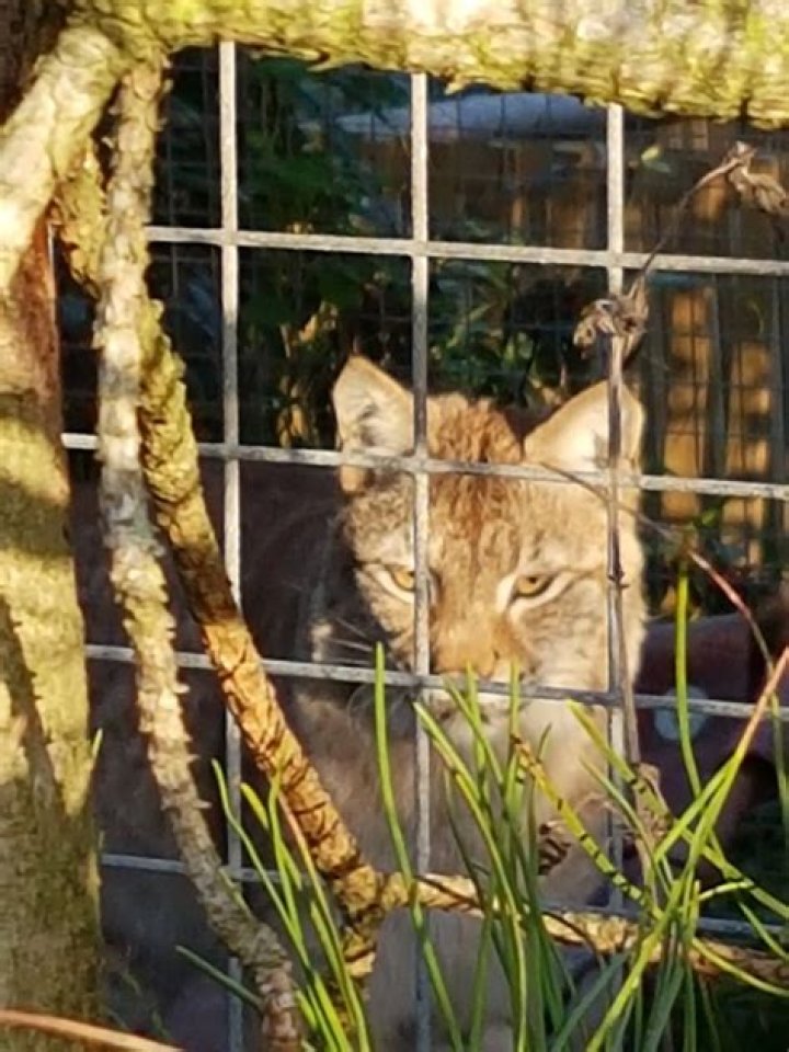 Lillith the elusive Lynx still at large, eludes zoo keepers and vacations on countryside