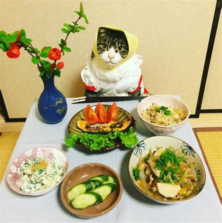 Maro the cosplaying cat chef eats and dresses better than you
