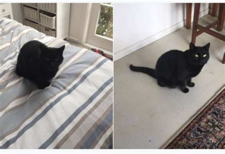 Mistaken cat-dentity: guy accidentally kidnaps neighbours cat, keeps hostage for 5 days