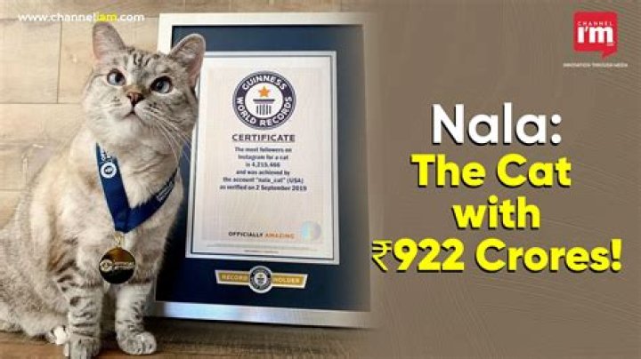 Nala the Cat From Rescue to Riches Makes $15,000 for each Sponsored Post