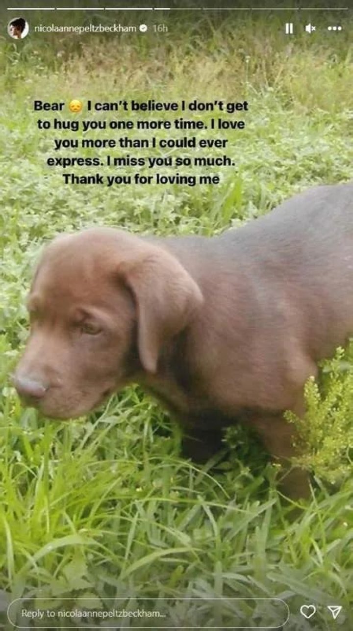 Nicola Peltz and Brooklyn Beckham’s Beloved Labrador, Bear, Has Passed Away