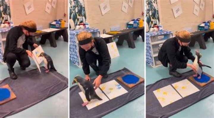 Penguin Picasso: Meet Marley the Rockhopper Penguin that Paints