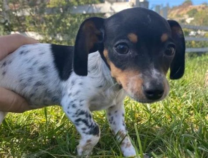 Priscilla Quintana Pets - Celebrity Pets