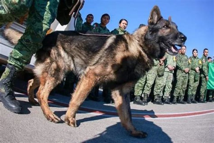 Proteo the Heroic Rescue Dog Passes Away after Saving Turkey Earthquake Victims