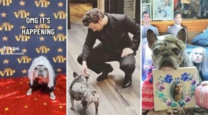 Rory, the Henry Cavill-Obsessed French Bulldog, Got To Meet Him at the Witcher Premiere!