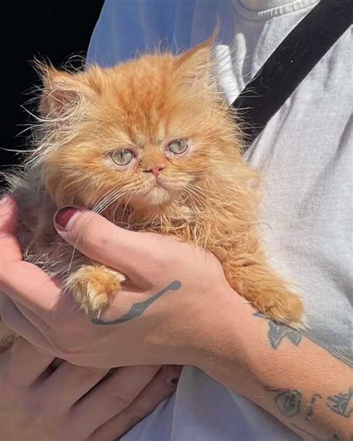 Samantha Sloyan Pets - Celebrity Pets