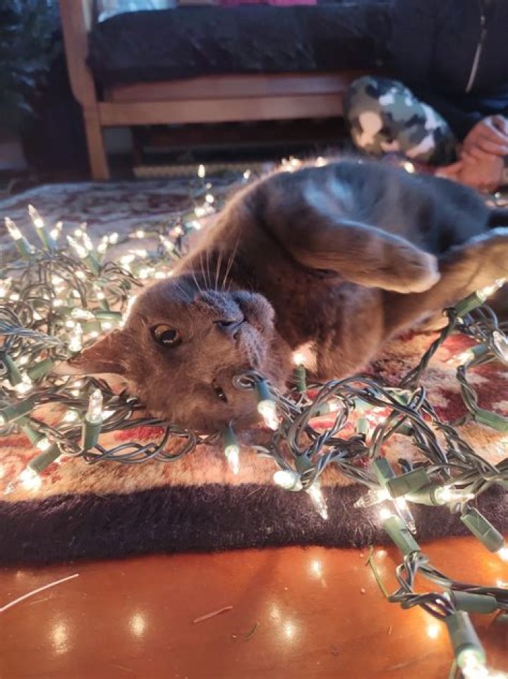 Slimecicle (Charlie Dalgleish) Pets - Celebrity Pets