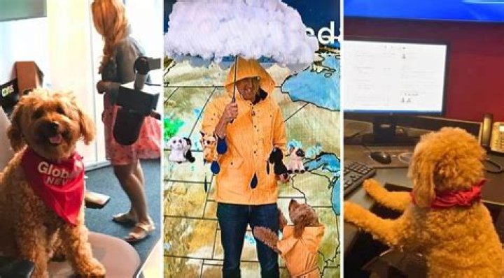Storm the Weather Dog Has Worked In Meteorology for Over a Decade
