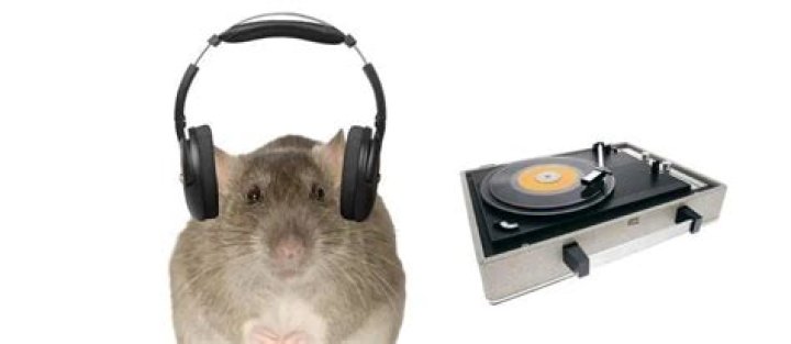 Study finds rats bop their heads to music by Lady Gaga, Michael Jackson, and Maroon 5
