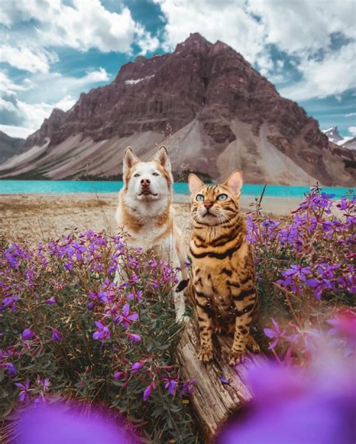 Suki, a Bengal, and Killua, a Husky rescue, Travel the World Together