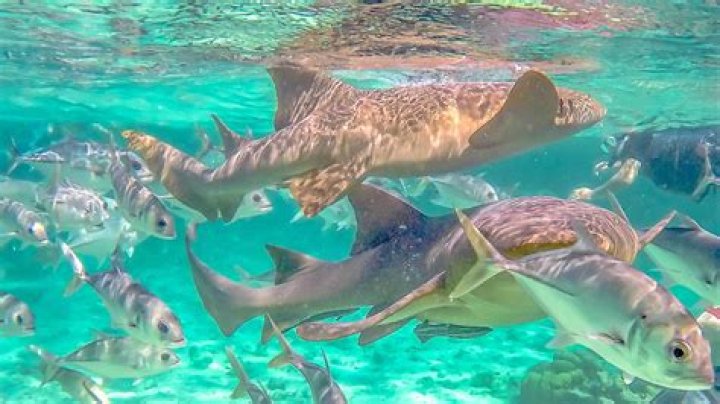 The Best Places to Go Snorkeling in Belize