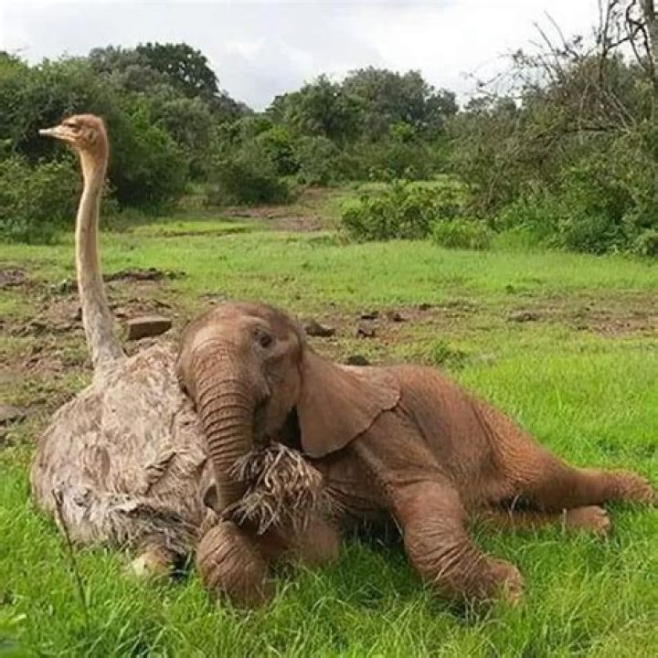 The Story of Jotto and Pea: The Baby Elephant and Ostrich Orphans That Became Best Friends