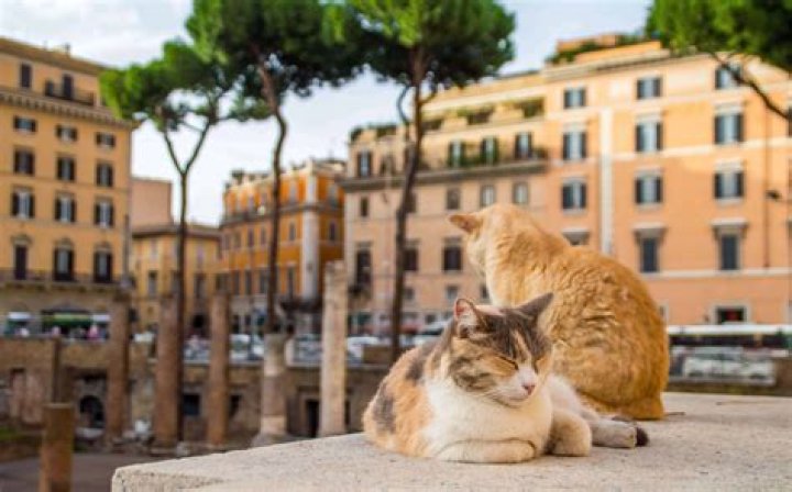 These Ancient Roman Ruins Are Now a Cat Sanctuary