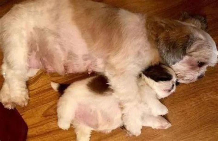 Tiny Paningning the Shih Tzu is a big MOOD