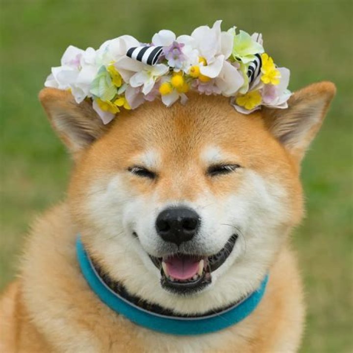 Top Ten Instagram Famous Pets of 2017