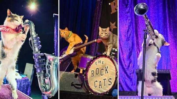 Tuna & The Rock Cats Are Going on Tour!