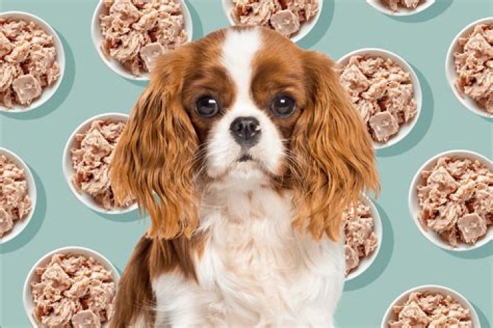 Video of Dog Stealing Pancakes is Lit – Literally