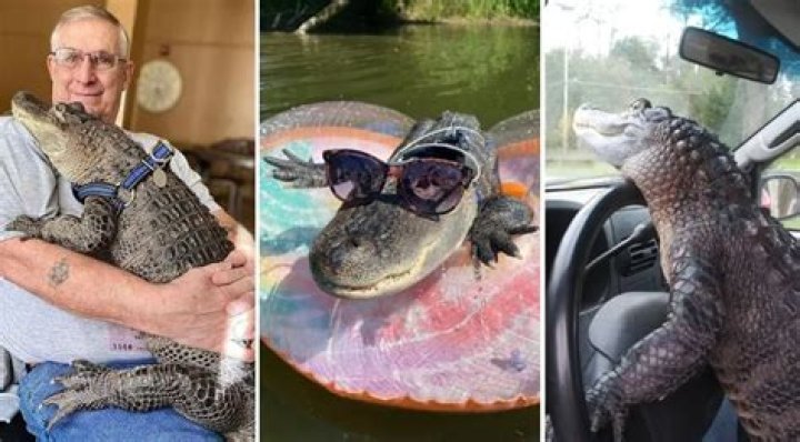 Wally the Emotional Support Gator Went Viral for Getting Kicked Out of a Phillies Baseball Game